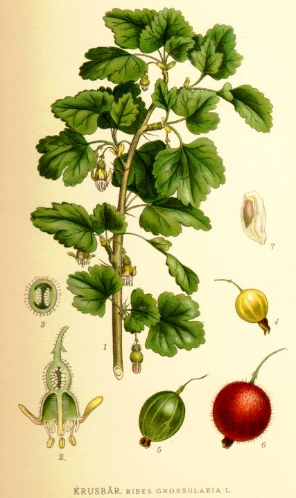 de.wikipedia.org