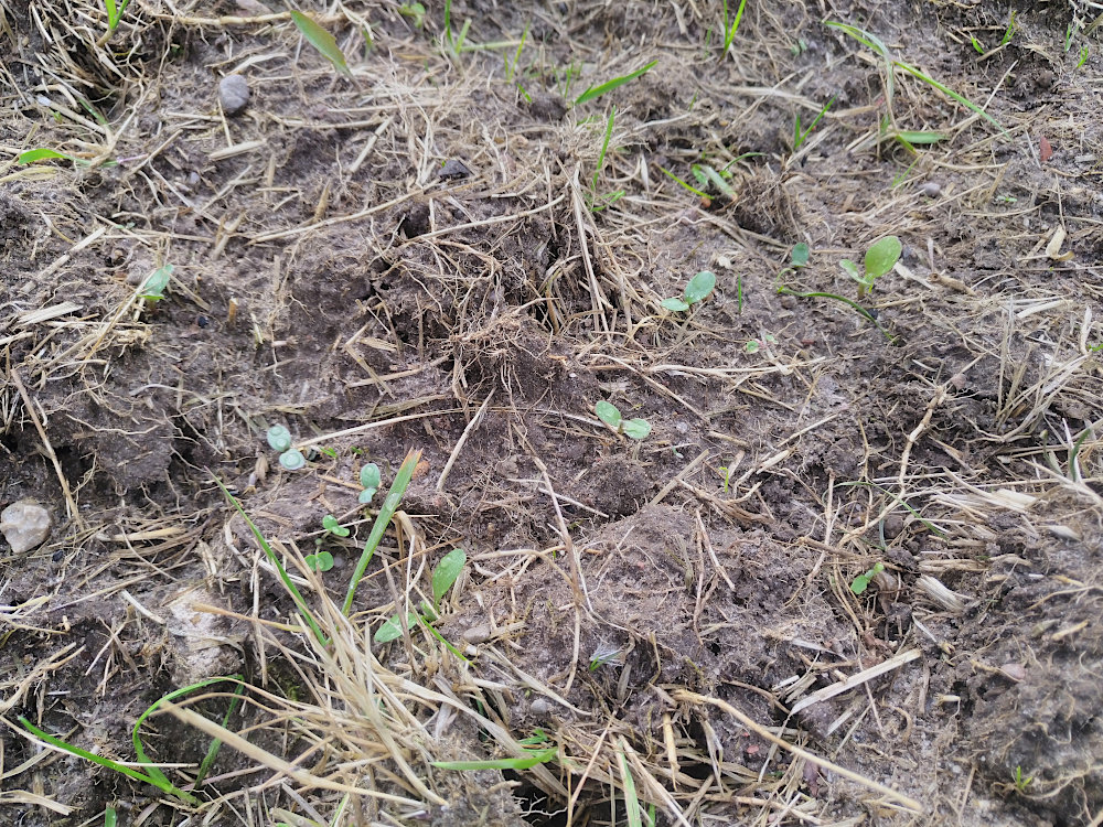 wildwiese_20.05.2026.jpg