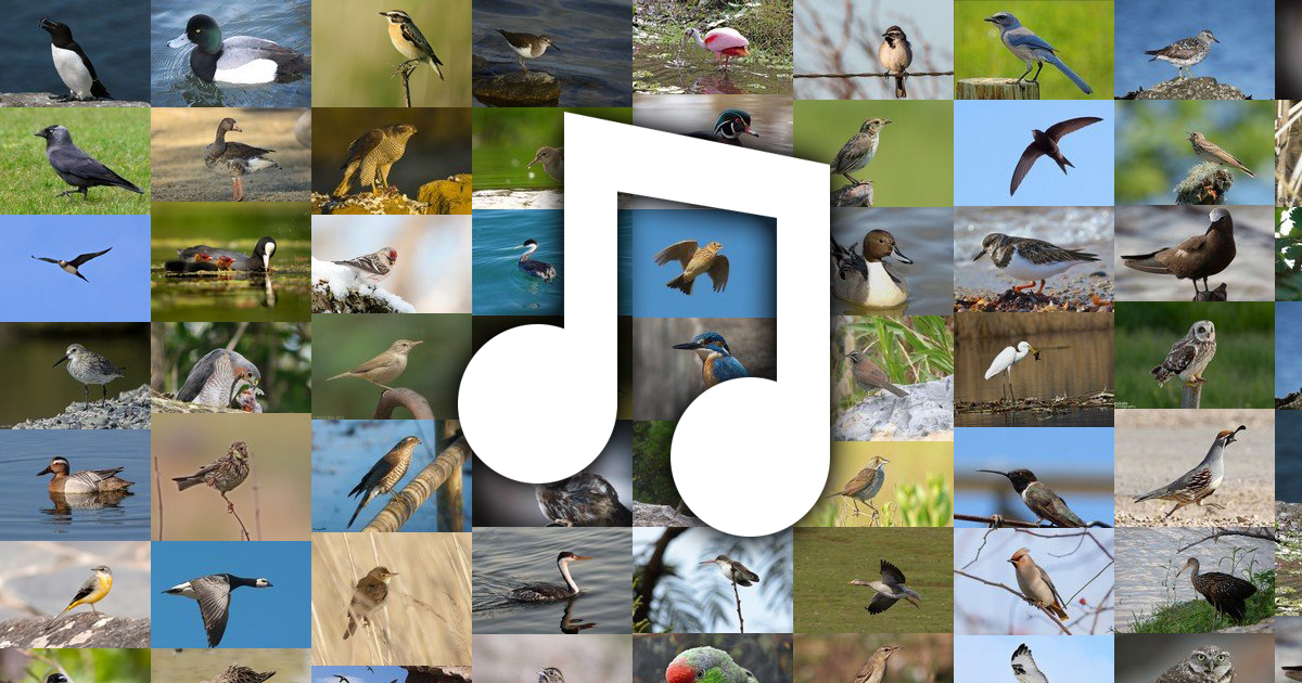 www.deutsche-vogelstimmen.de