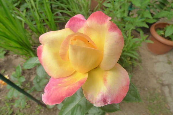 33009681hm.jpg