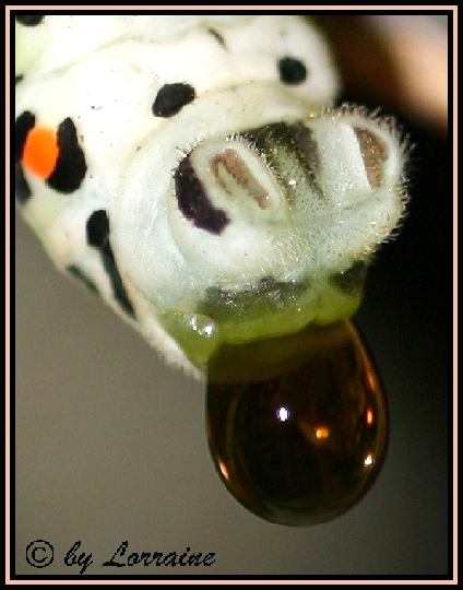 IMG_6361%2010-08-2007.jpg
