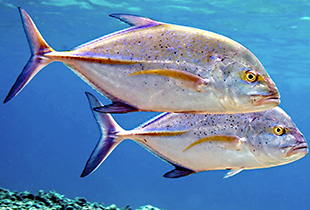 www.fischlexikon.eu