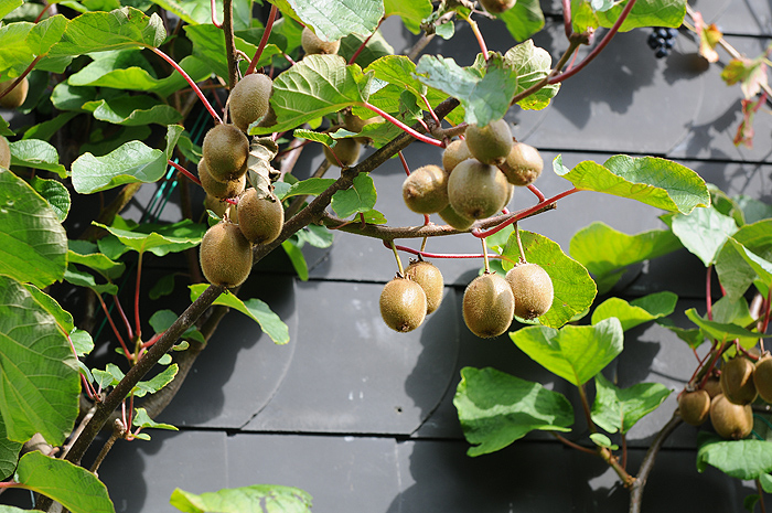 kiwi.jpg