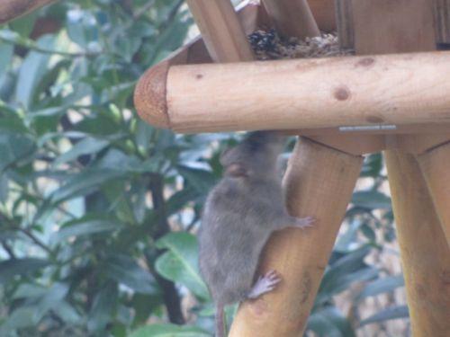 Vögel füttern – ohne Mäuse und Ratten zu mästen