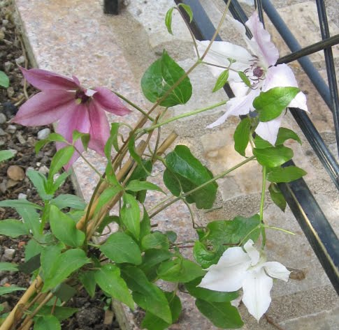 Clematis01.jpg