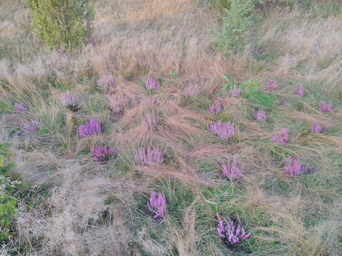 heide_6.10.26.jpg