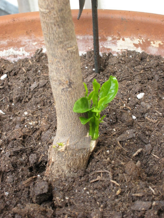2009-08-26%20018.jpg