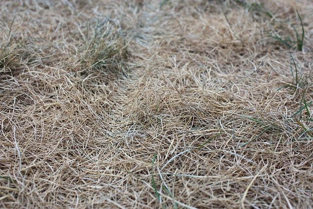 rasen03.jpg