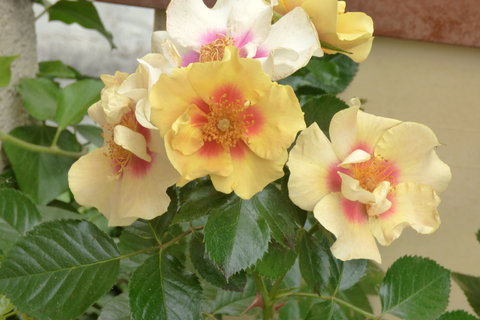29757177dh.jpg
