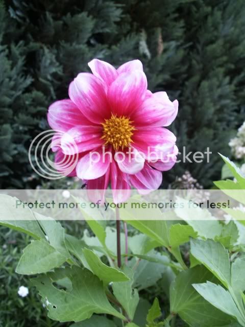 240908pinkeDahliemitweiemRand005.jpg
