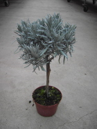 db_Lavendel_Stamm.jpg