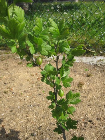 Stachelbeeren01.jpg