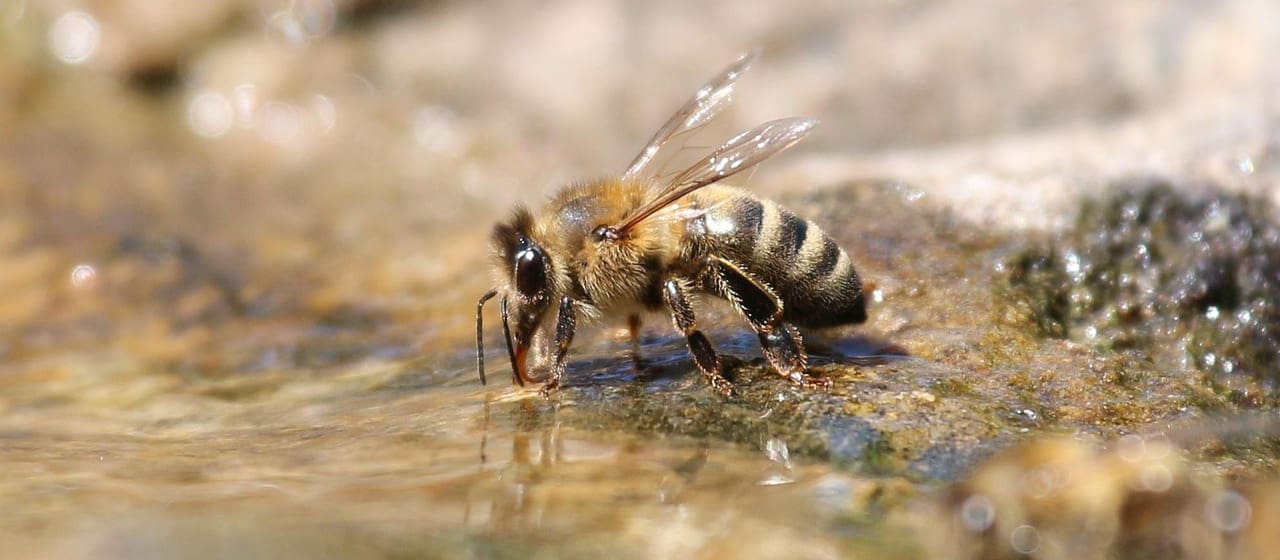 www.bienenjournal.de