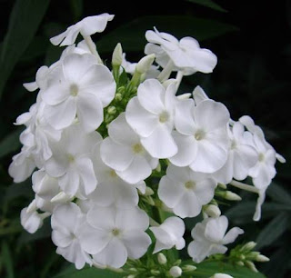 wei%C3%9Ferphlox.jpg