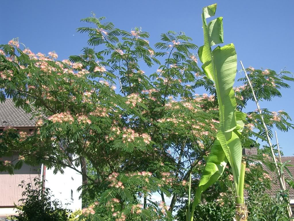 CIMG0850-1.jpg