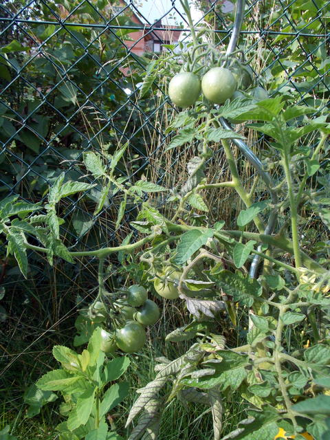 15518370zp.jpg
