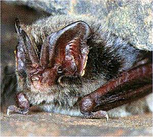 Mopsfledermaus.jpg