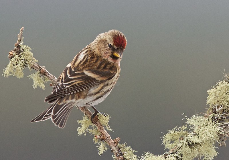 www.deutsche-vogelstimmen.de