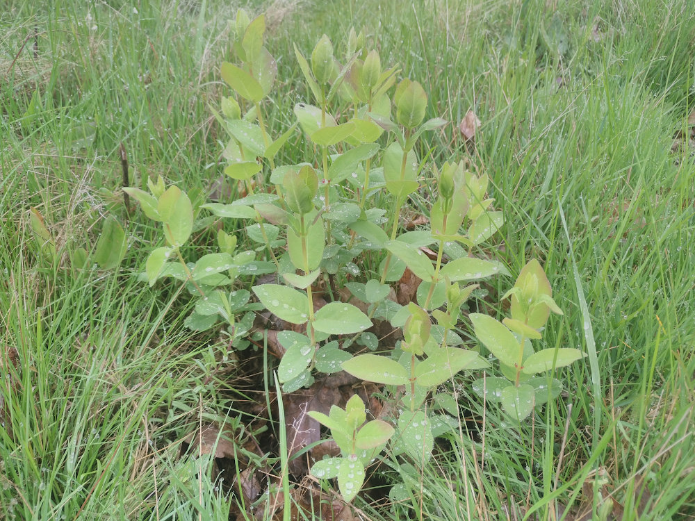sib_blaubeere_13.05.26.jpg