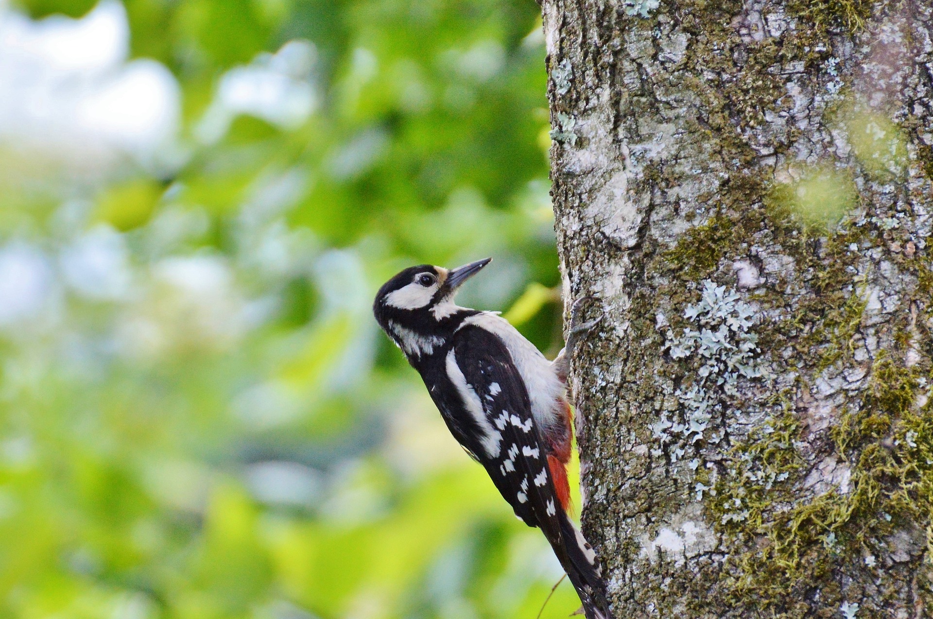 www.vogelundnatur.de