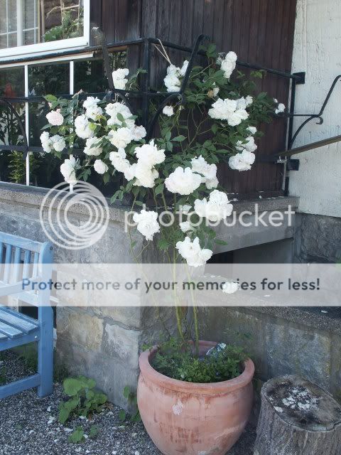 160608weieRoseanKellertreppe.jpg