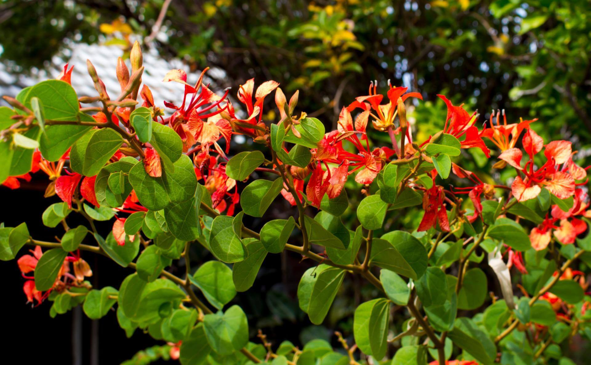 www.naturadb.de
