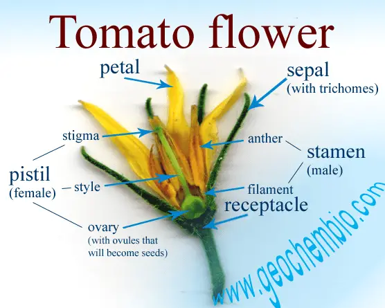 tomato-flower-anatomy.png