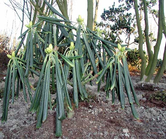 rhododendron_frostschutz-g.jpg