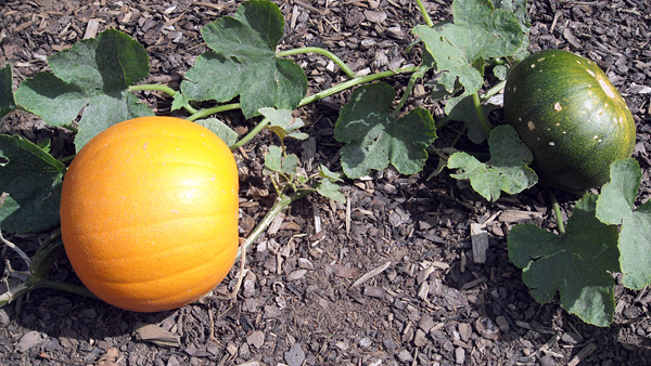 kuerbis2.jpg