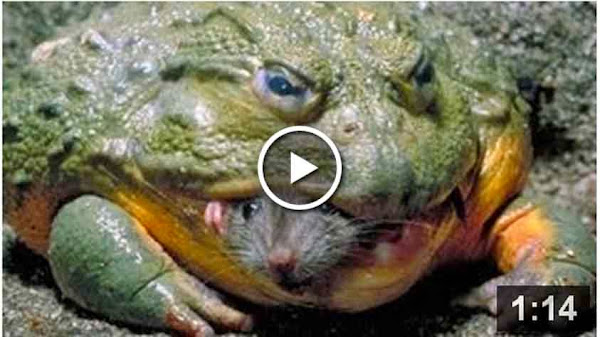 Bullfrog+Eats+Mouse.jpg