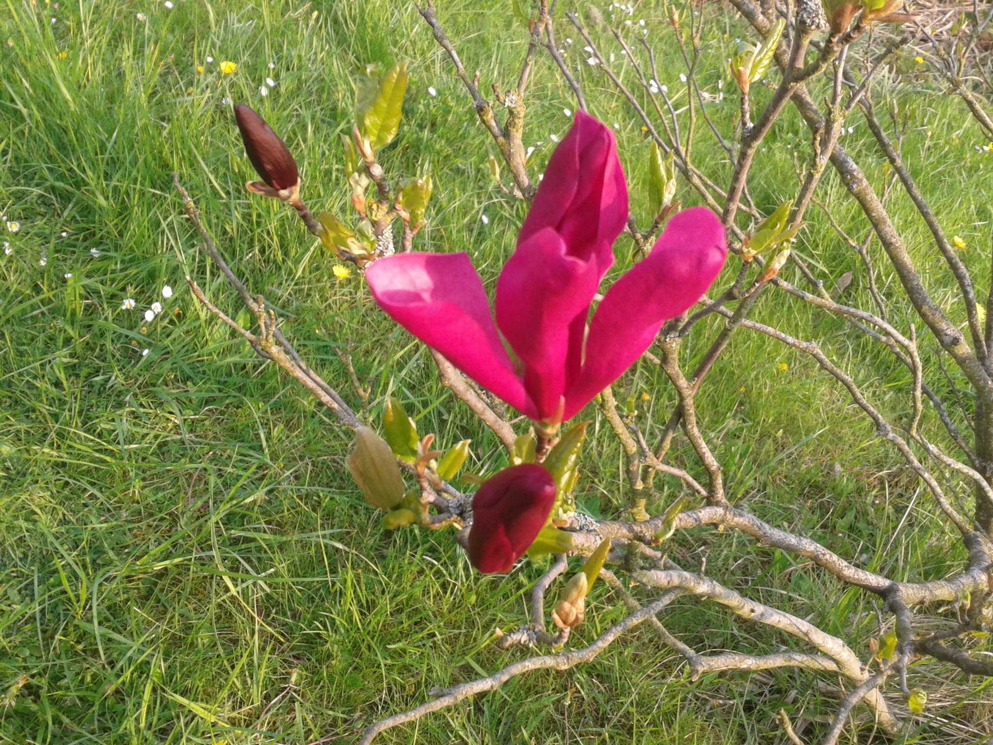 magnolie7xiht.jpg