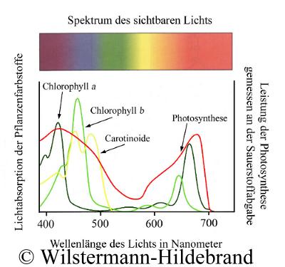 Spektrum_Photosynthese.jpg