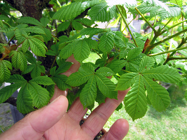 aesculus_18.05.21fmjy1.png