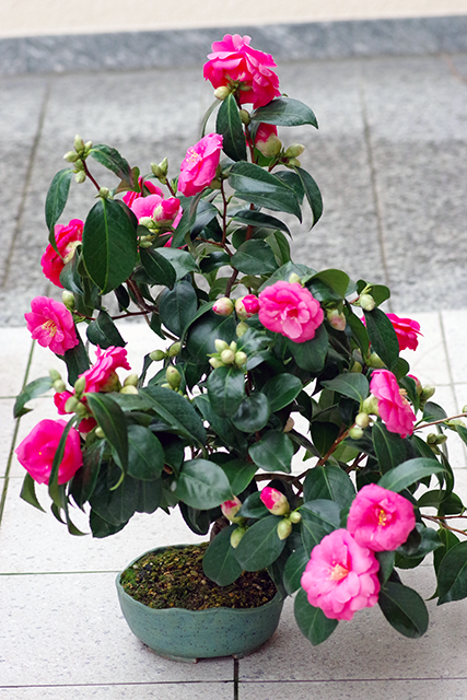 camellia_07.03.20xdkg8.png