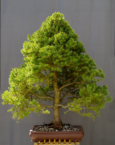 picea_glauca_29.04.229gk3t.png