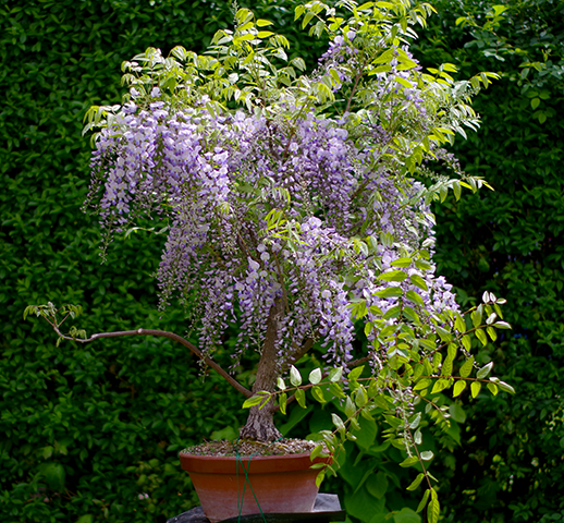 wisteria_10.05.23ghfiv.png