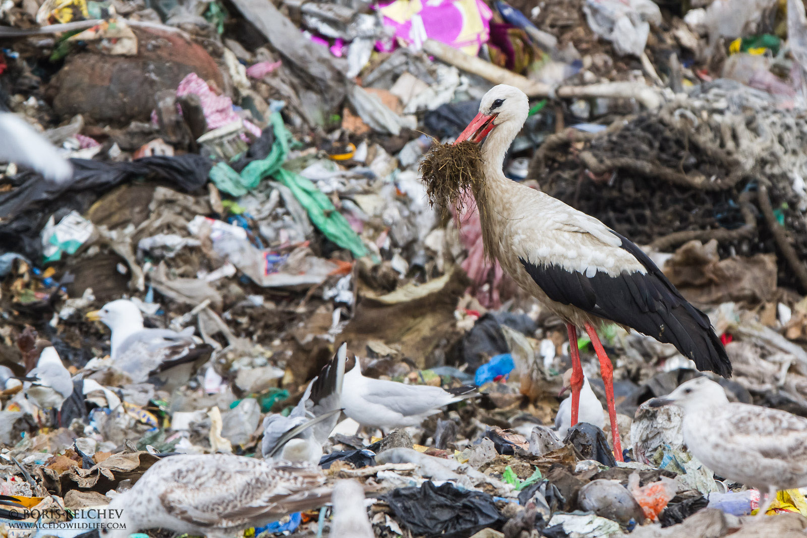 liga-vogelschutz.org