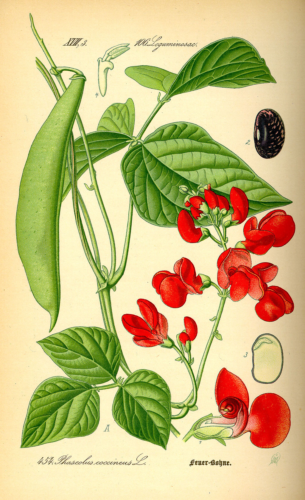 1024px-Illustration_Phaseolus_coccineus0.jpg