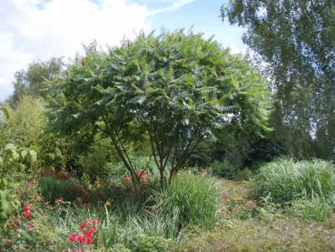 Der Essigbaum, Hirschkolbensumach besitzt einen schönen, schirmartigen Wuchsform