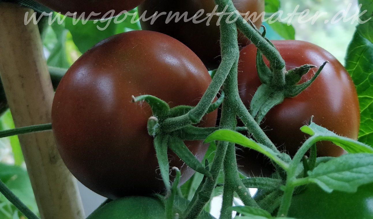 www.gourmettomater.dk